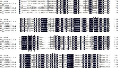 Expression and Characterization of a Thermostable Carrageenase From an Antarctic Polaribacter sp. NJDZ03 Strain